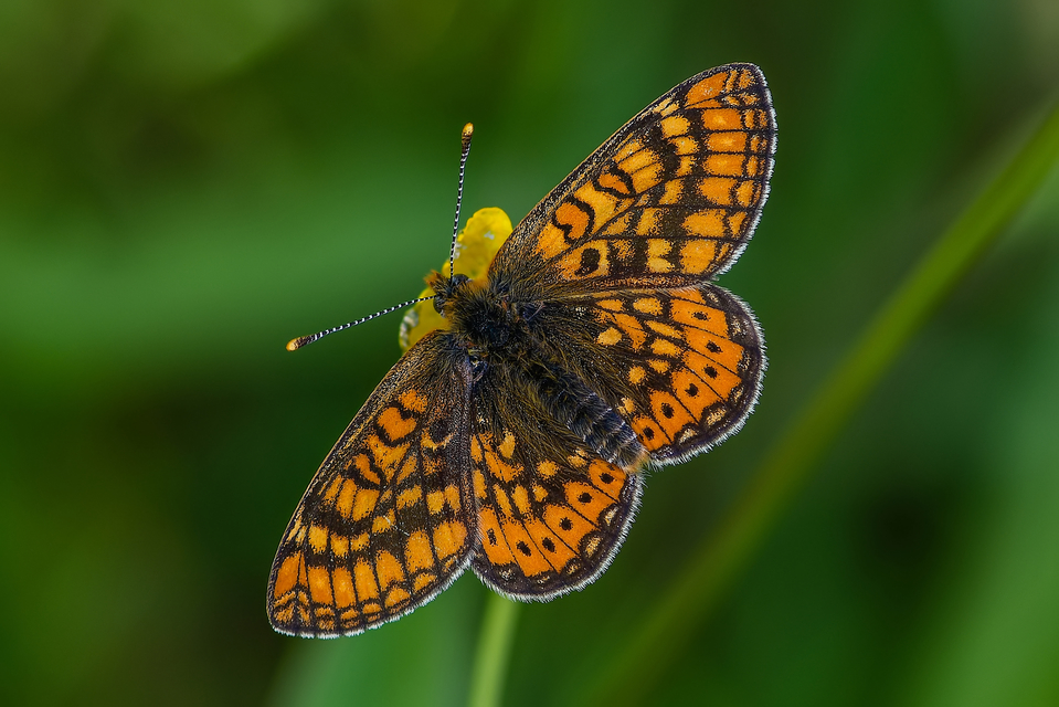 Euphydryas aurinia - lápi tarkalepke