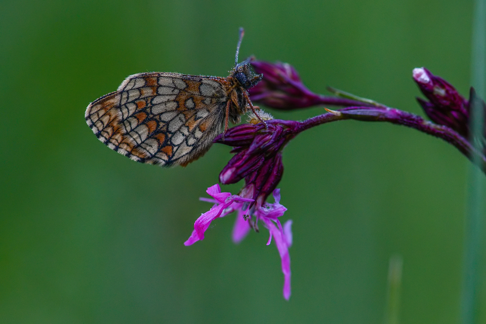 Melitaea athalia - közönséges tarkalepke