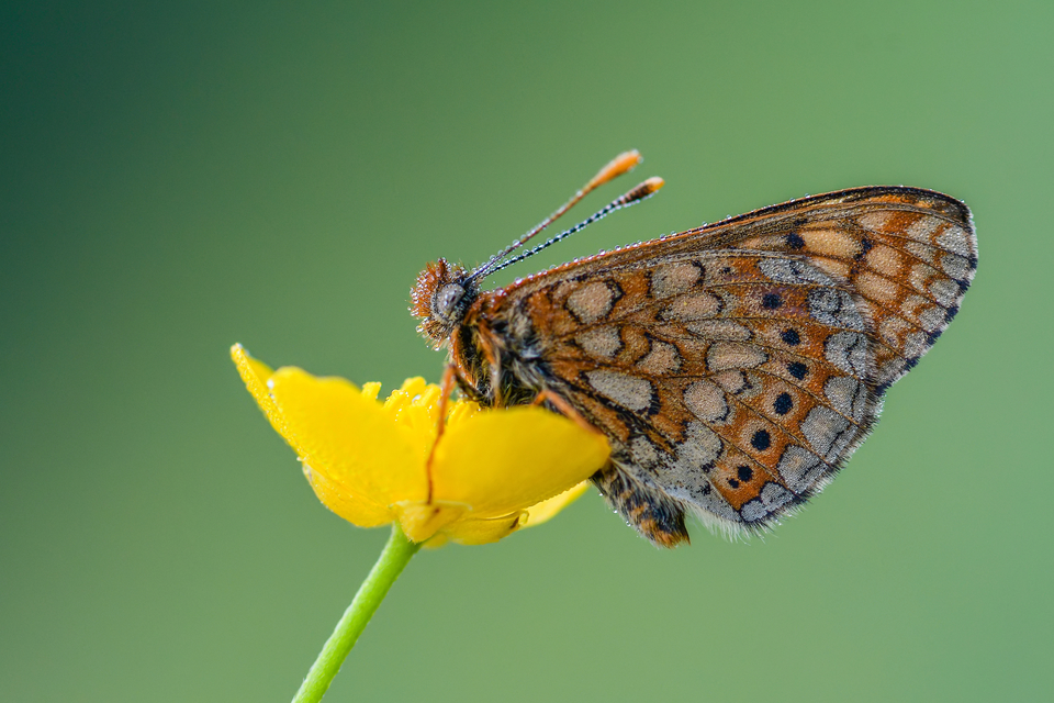 Euphydryas aurinia - lápi tarkalepke
