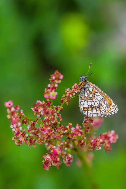 Melitaea athalia - közönséges tarkalepke
