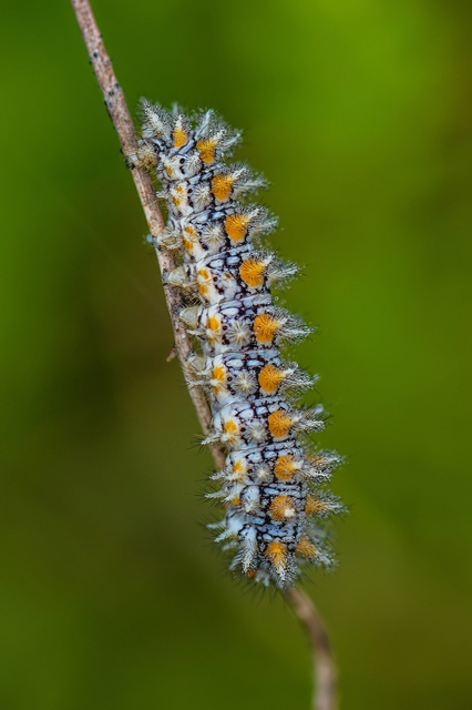 Melitaea