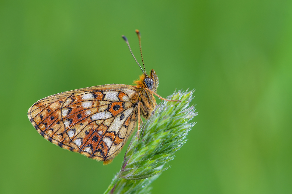 Boloria selene - fakó gyöngyházlepke