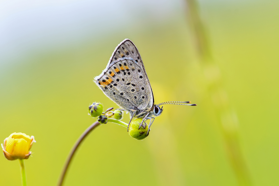 Lycaena tityrus - barna tűzlepke