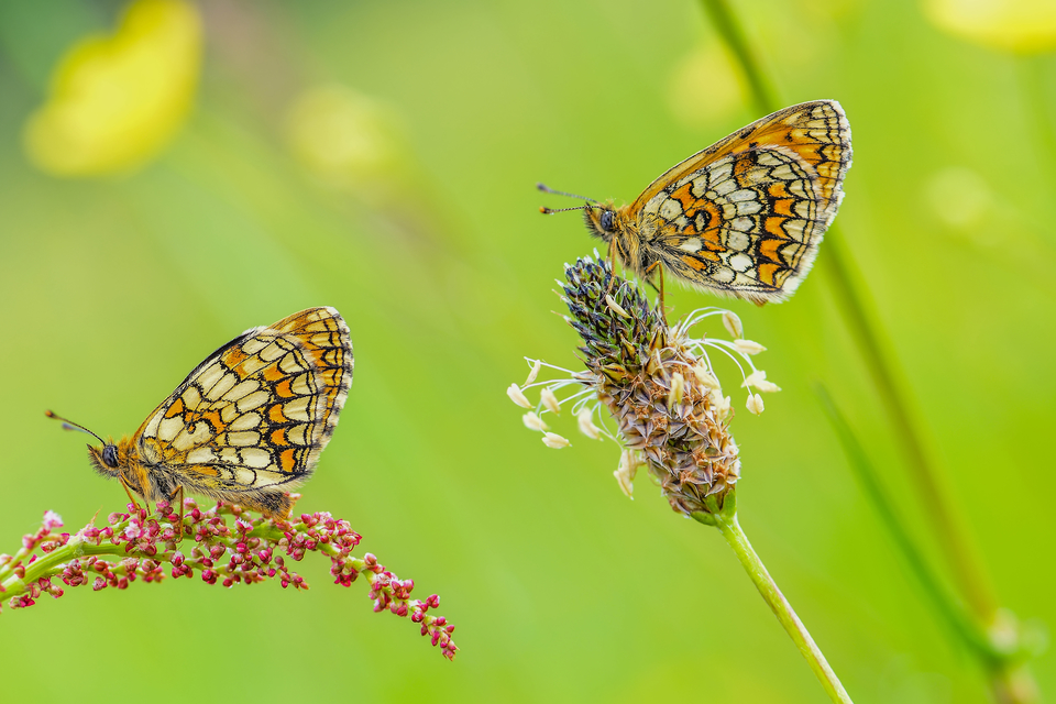 Melitaea athalia - közönséges tarkalepke
