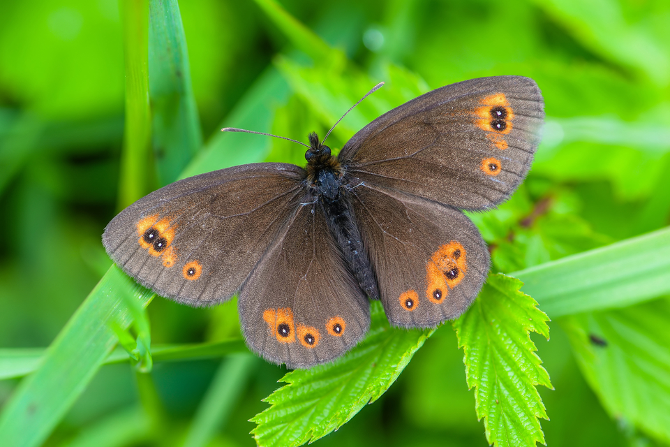 Erebia medusa - tavaszi szerecsenlepke