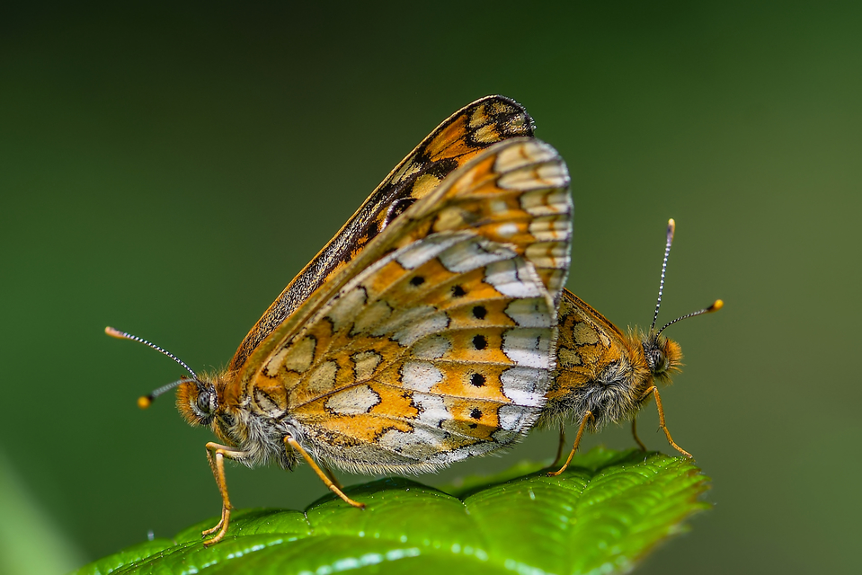 Euphydryas aurinia - lápi tarkalepke