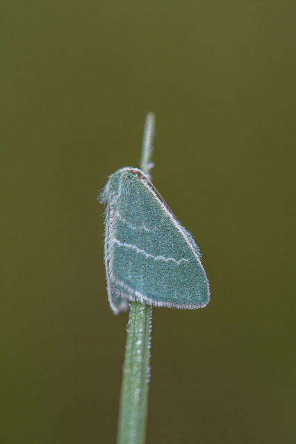 Chlorissa viridata - üdezöld araszoló