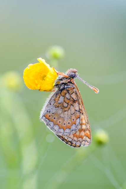 Euphydryas aurinia - lápi tarkalepke