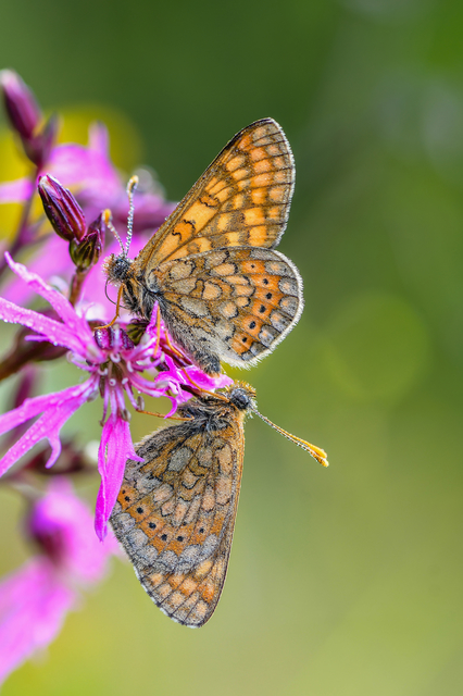 Euphydryas aurinia - lápi tarkalepke
