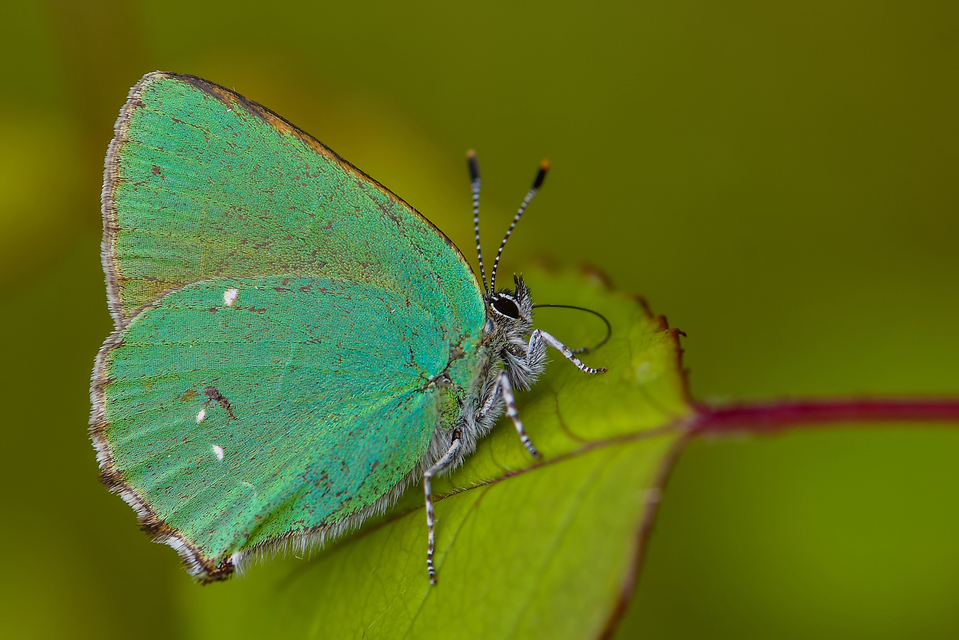 Callophrys rubi - zöldfonákú lepke