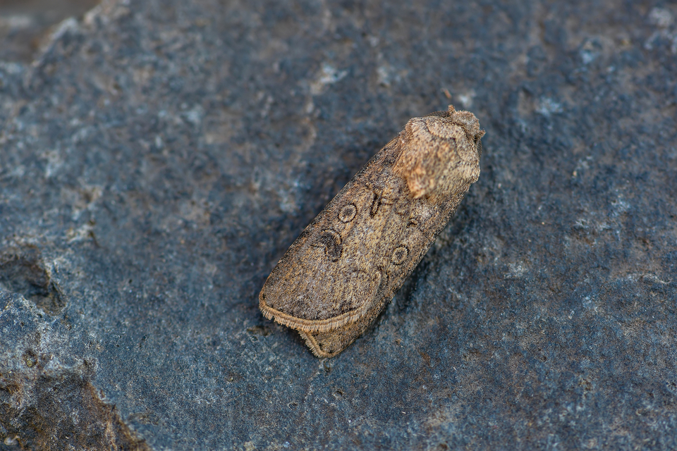 Agrotis segetum - vetési földibagoly