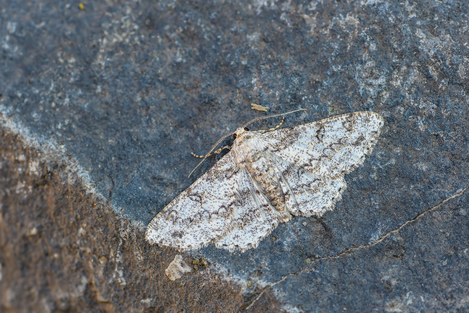 Ascotis selenaria - holdas faaraszoló