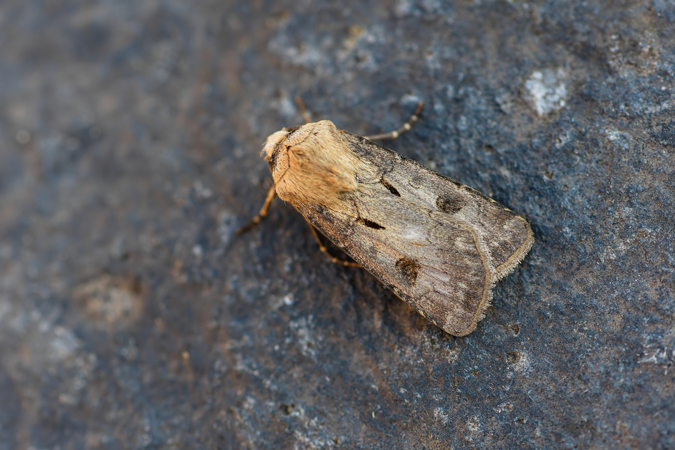 Agrotis exclamationis - felkiáltójeles földibagoly