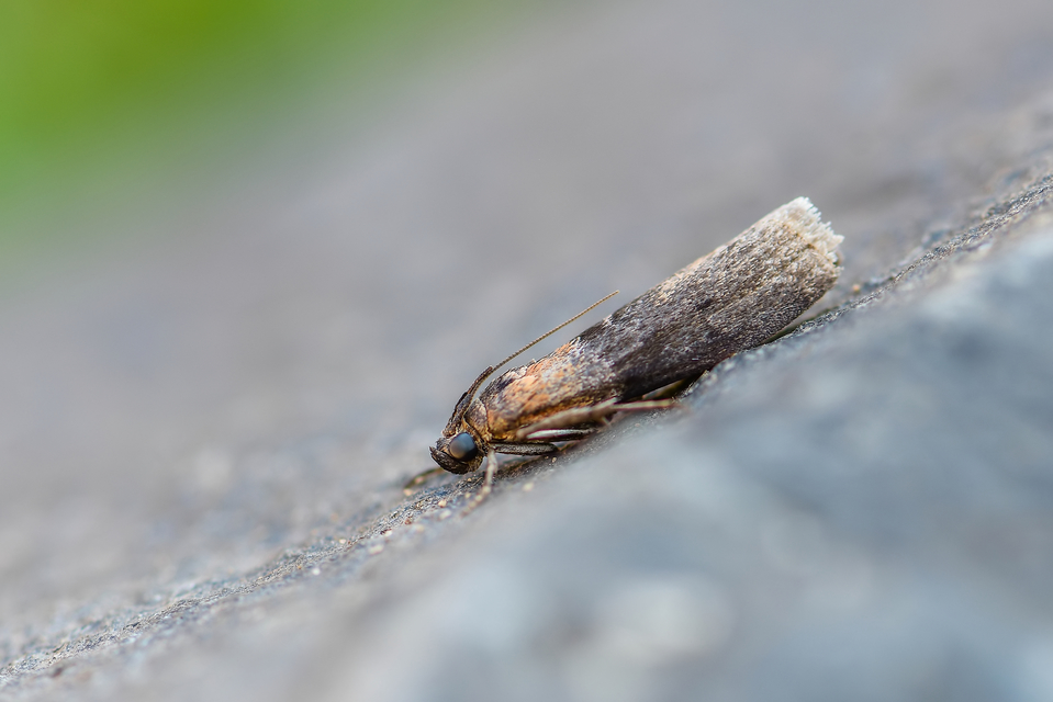 Sciota fumella - hideglápi karcsúmoly