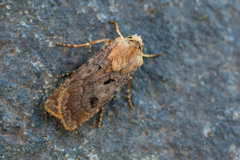 Agrotis exclamationis - felkiáltójeles földibagoly