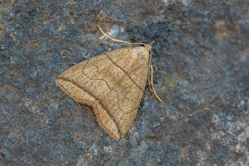 Herminia grisealis - ligeti karcsúbagoly