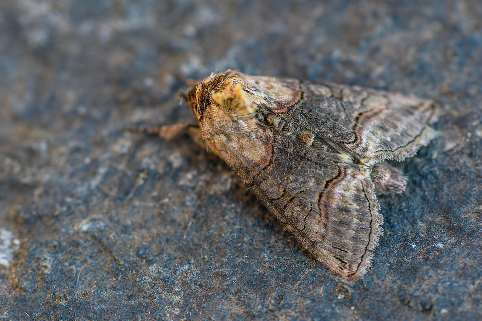 Abrostola triplasia - közönséges csalánbagoly
