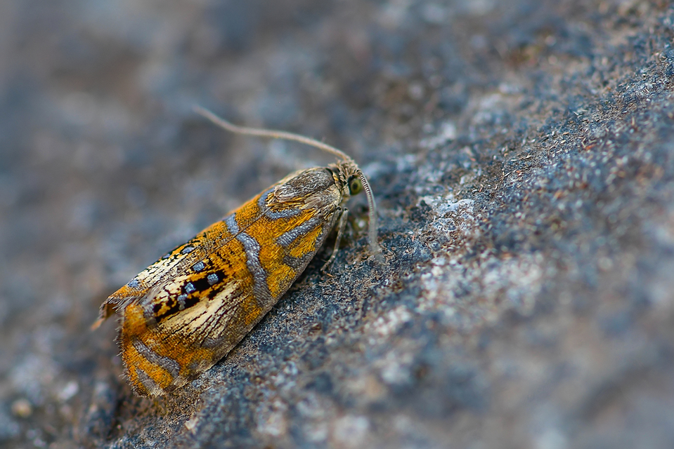 Olethreutes arcuella - avarevő tükrösmoly