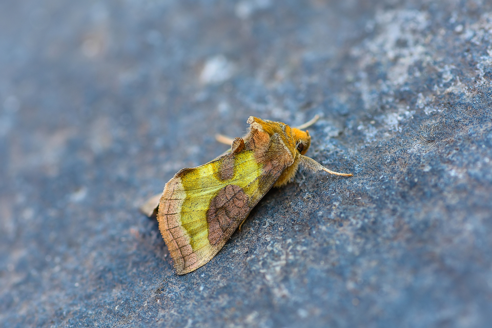 Diachrysia chrysitis/stenochrysis