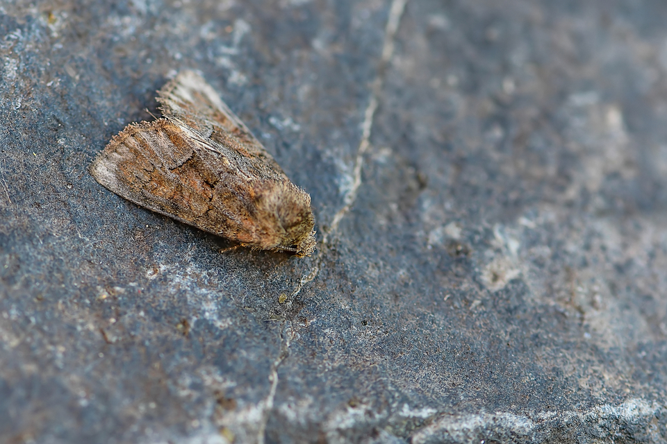 Oligia strigilis/latruncula/versicolor