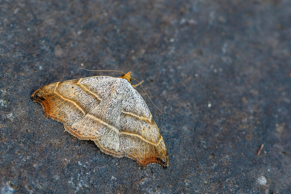 Laspeyria flexula - zuzmóbagoly