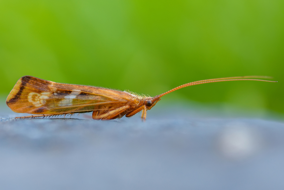 Trichoptera - Tegzesek