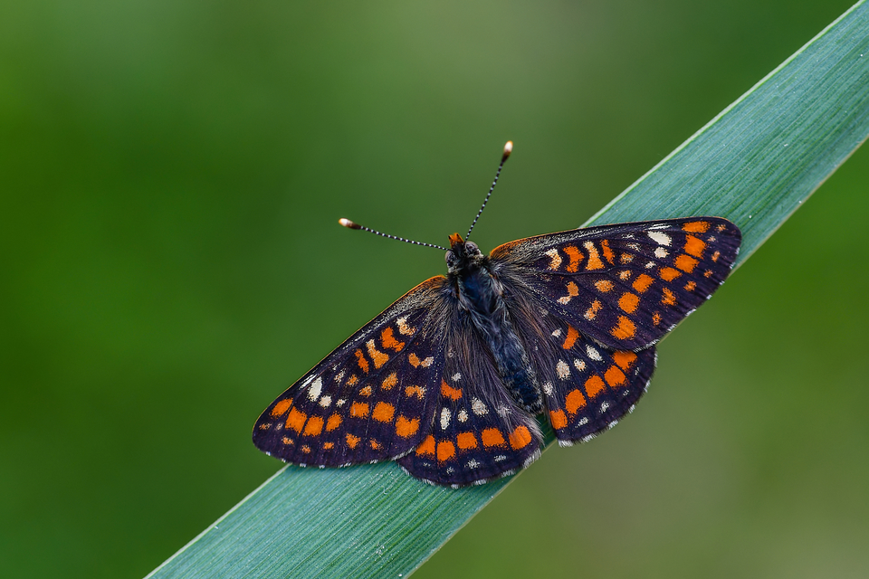 Euphydryas maturna - díszes tarkalepke