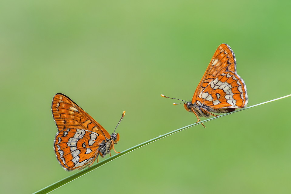 Euphydryas maturna - díszes tarkalepke