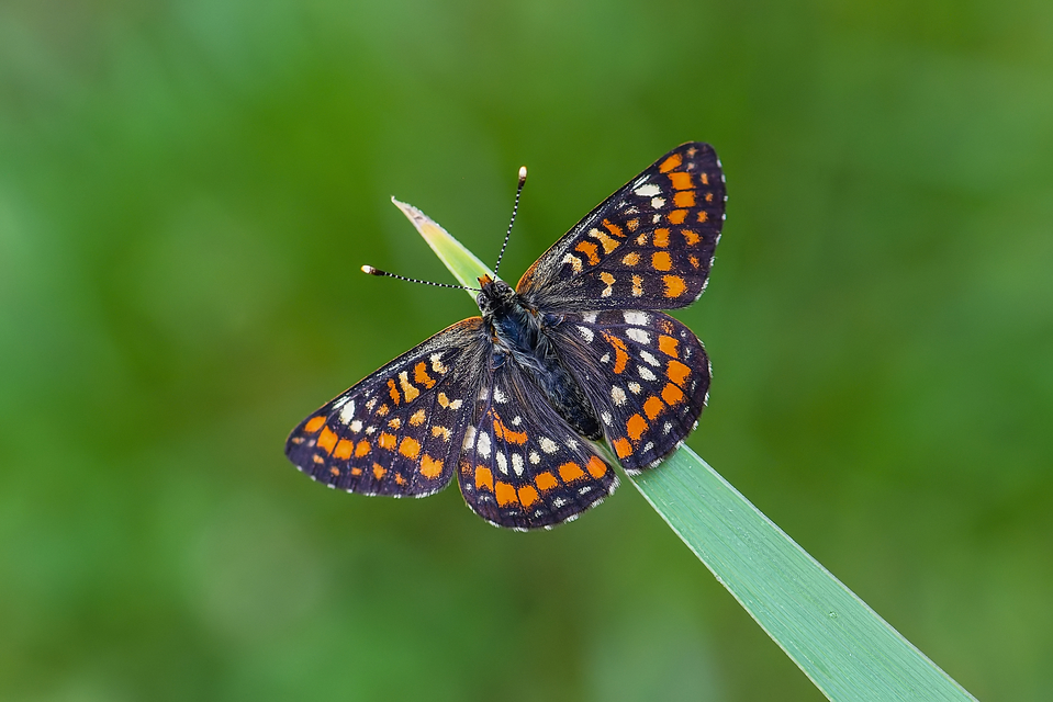 Euphydryas maturna - díszes tarkalepke