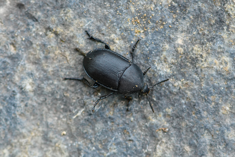 Ablattaria laevigata - sima csigarabló