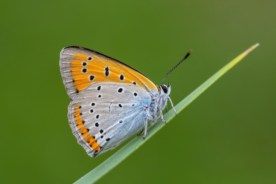 Lycaena dispar rutilus - nagy tűzlepke