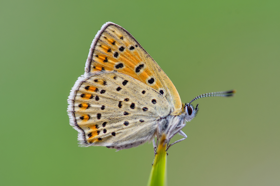 Lycaena tityrus - barna tűzlepke