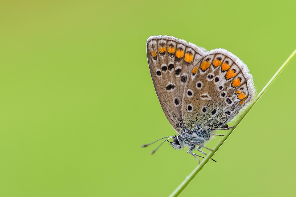 Polyommatus icarus - közönséges boglárka