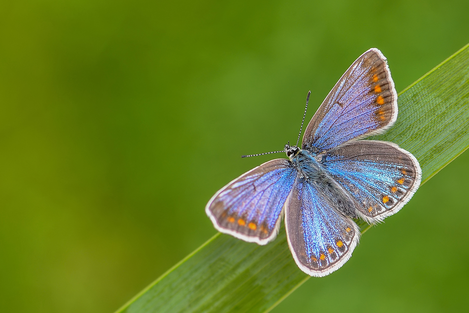 Polyommatus icarus - közönséges boglárka