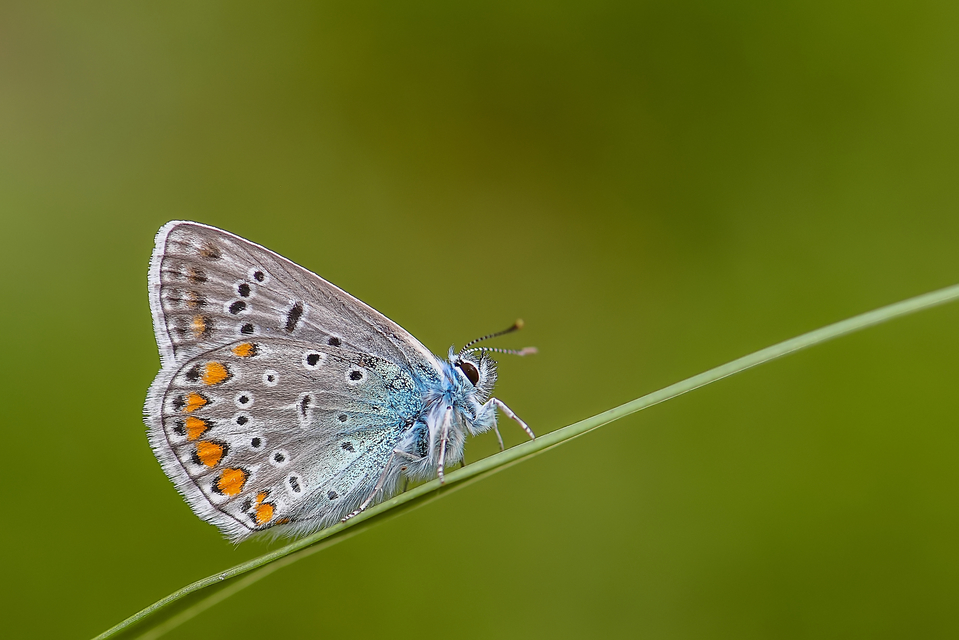 Polyommatus icarus - közönséges boglárka