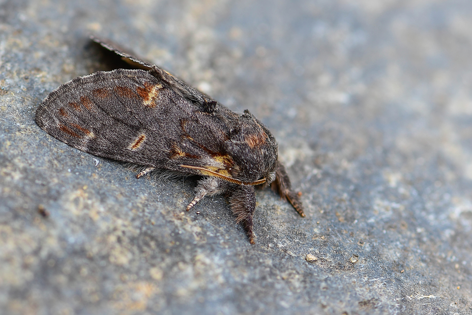 Notodonta dromedarius - tevehátú púposszövő