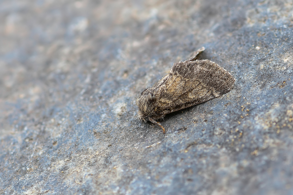 Gluphisia crenata - kormos púposszövő
