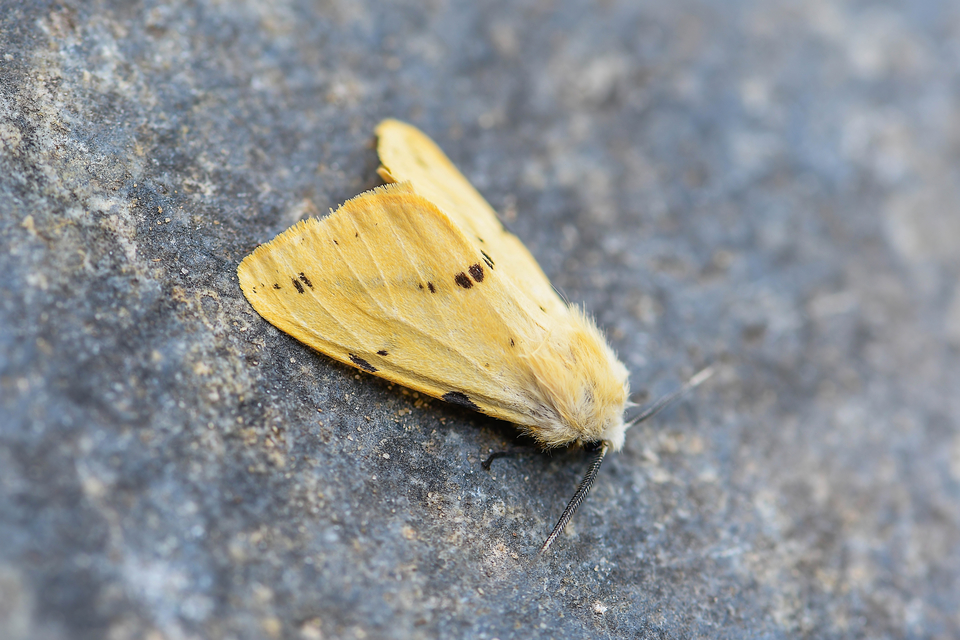 Spilarctia lutea - sárgás medvelepke