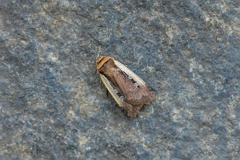 Ochropleura plecta - fehérszegélyű fűbagoly