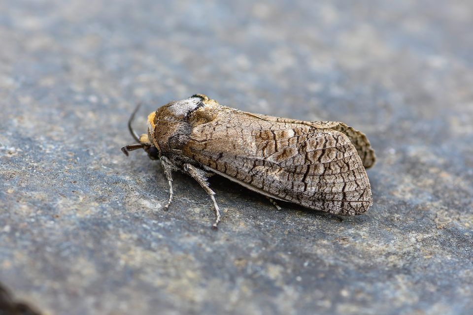 Cossus cossus - fűzfarontólepke