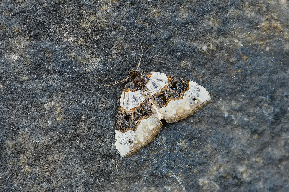 Cosmorhoe ocellata - szemes galajaraszoló