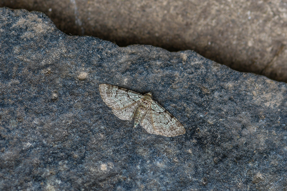 Pasiphila rectangulata - almavirág-araszoló