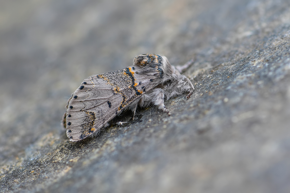 Furcula furcula - szürke púposszövő