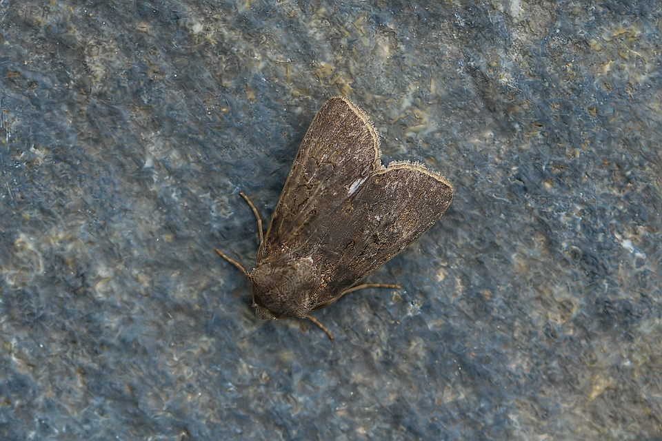 Euxoa nigricans - feketés földibagoly