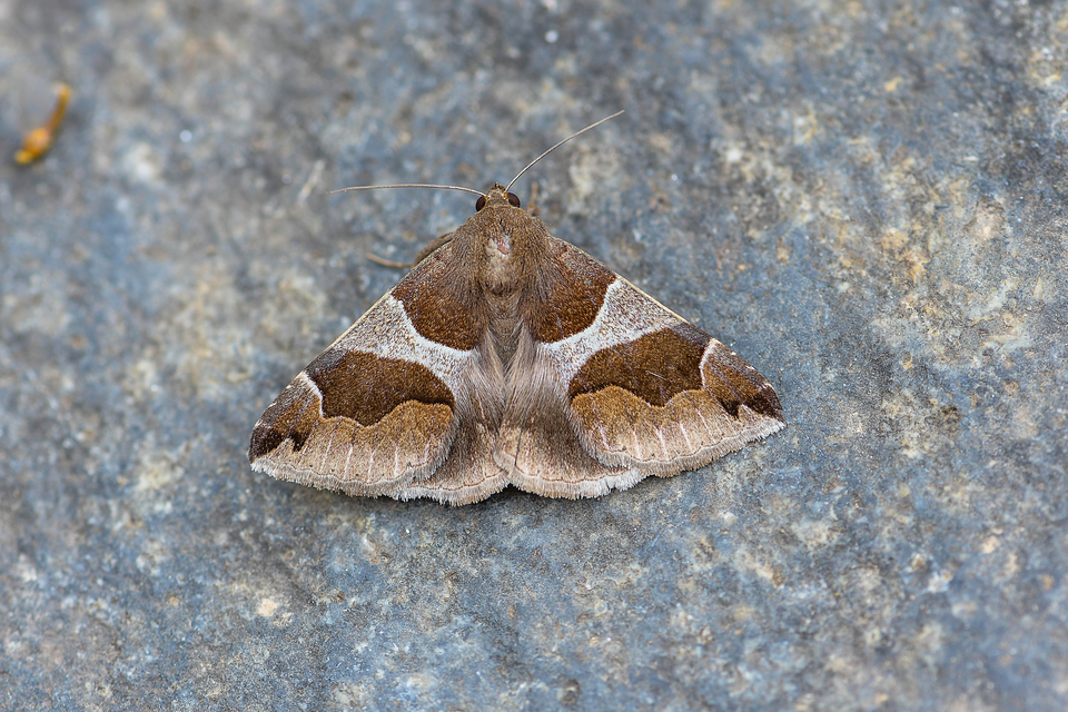 Dysgonia algira - déli porcelánbagoly