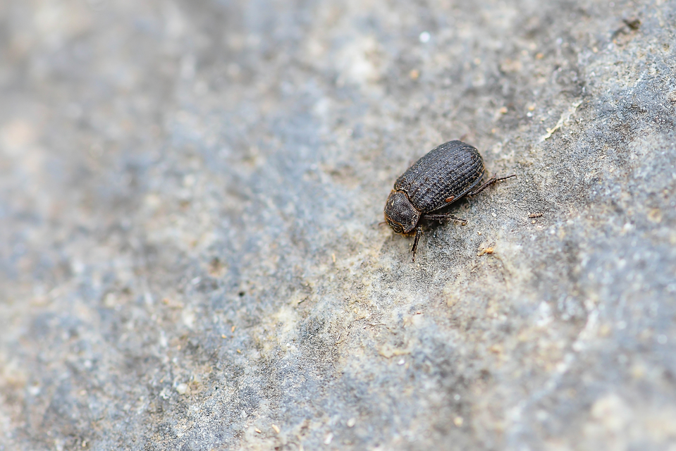 Trox perrisii - fészeklakó irhabogár