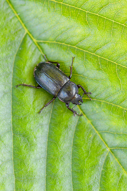 Platycerus caraboides - kis fémesszarvasbogár