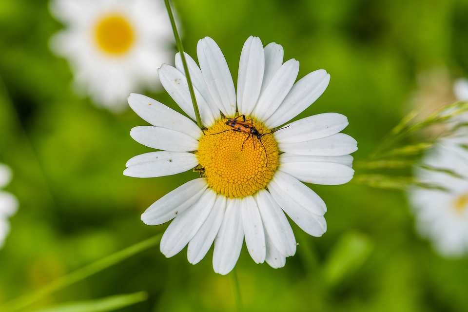 Stenurella septempunctata - hétpettyes karcsúcincér