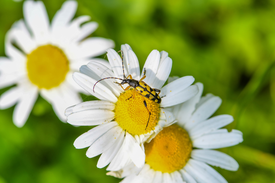 Rutpela maculata - tarkacsápú karcsúcincér