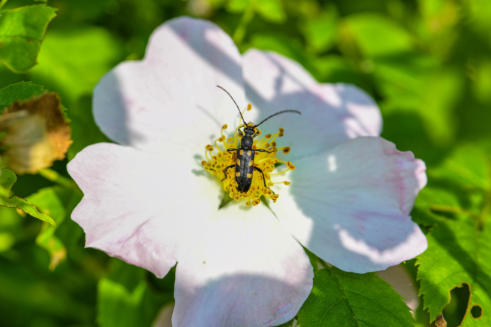 Anoplodera sexguttata - foltos virágcincér